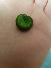 Phlogophora meticulosa