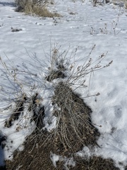 Betula glandulosa