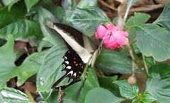 Heraclides hectorides