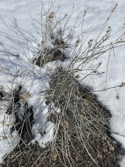 Betula glandulosa