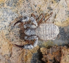 Chernetidae