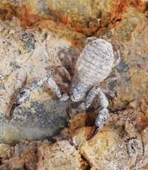 Chernetidae