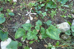 Cyclamen persicum