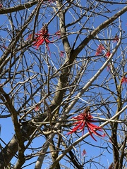 Erythrina flabelliformis