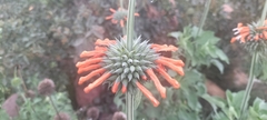 Leonotis nepetifolia nepetifolia