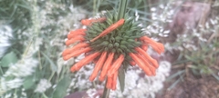Leonotis nepetifolia nepetifolia