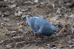 Columba livia domestica