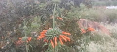 Leonotis nepetifolia nepetifolia