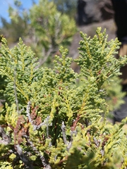 Austrocedrus chilensis
