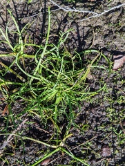Eryngium aristulatum parishii