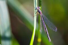 Lestes congener