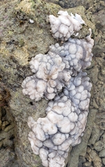 Cladiella