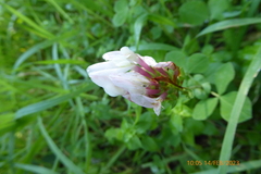 Trifolium clypeatum