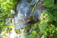 Trifolium clypeatum
