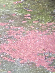 Azolla caroliniana
