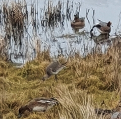 Limosa limosa