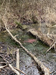 Azolla caroliniana