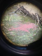 Azolla caroliniana