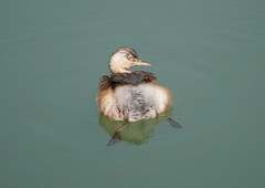 Tachybaptus ruficollis