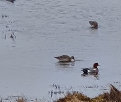 Limosa limosa