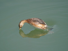 Tachybaptus ruficollis