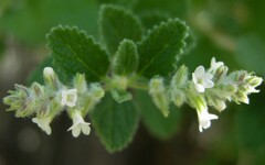 Aloysia wrightii