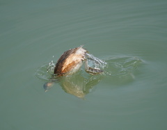 Tachybaptus ruficollis