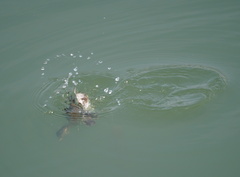 Tachybaptus ruficollis