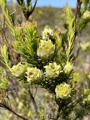 Leucadendron laxum