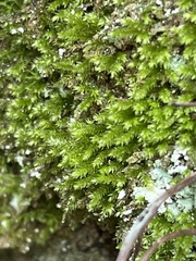 Rhynchostegium