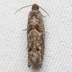 Pseudexentera haracana