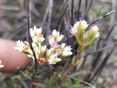 Crassula subulata subulata