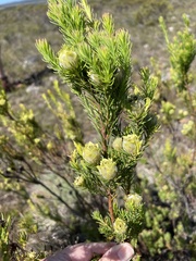 Leucadendron laxum