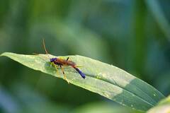 Therion circumflexum