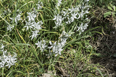 Ornithogalum nutans