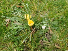 Crocus chrysanthus