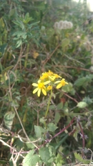 Aspilia mossambicensis