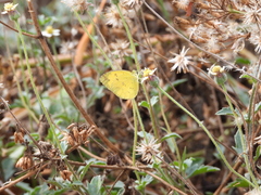 Eurema andersoni
