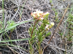 Crassula subulata subulata