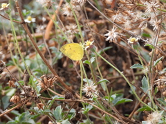 Eurema andersoni