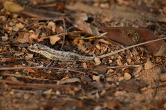 Anolis nebulosus