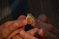 Anolis nebulosus