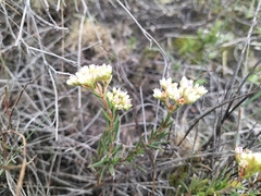 Crassula subulata subulata
