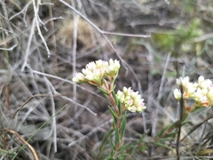 Crassula subulata subulata