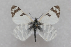 Euchloe eversi