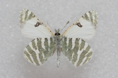 Euchloe eversi