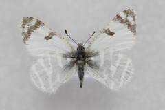 Euchloe eversi