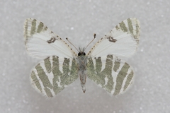 Euchloe eversi
