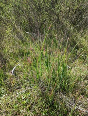 Dipterostemon capitatus capitatus