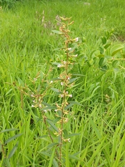 Helicteres angustifolia